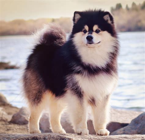 finnish lapphund gucci